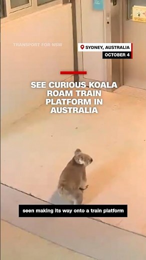See curious koala roam train platform in Australia