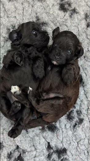 Our 3 week old Havapoo puppies #havapoo #havapoopuppy #havapoolove