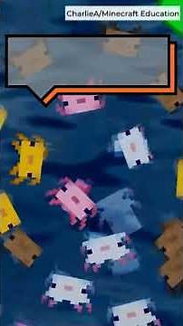 Adorable? Ugly? Meet Minecraft’s axolotl, a real-life endangered species | CBC Kids News