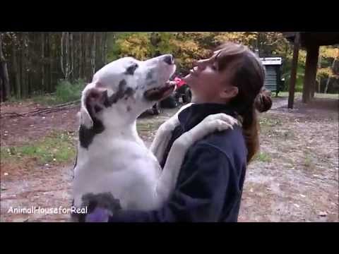 Great Dane Hugs & Kisses