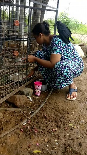Naveen Garden Musiri #trichy #tamilnadu #india #tamil #madurai #salem #kodai #bengaluru #mangalore #udupi #crow #goat #animals #delhi #chennai #goa