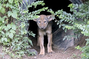 Litters of Endangered Red Wolf Puppies Born in North Carolina Zoo