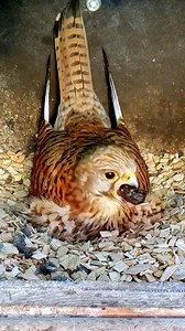 That's better! 🤢😂 #wildlife #birdwatching #nature #birdhouse #birds | Nest Box Live