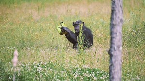 What's enrichment, and why is it important that the chimps receive it every day? Behavior Technician Raigen is breaking down the basics for us today. Have a question you'd like to have answered by Chimp Haven staff in a future video? Let us know below! | Chimp Haven