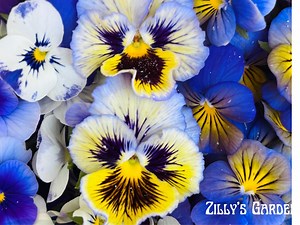 Frizzle Sizzle Yellow Blue Swirl Pansy Seeds - Etsy