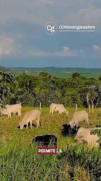 Documental Ganado o Desierto