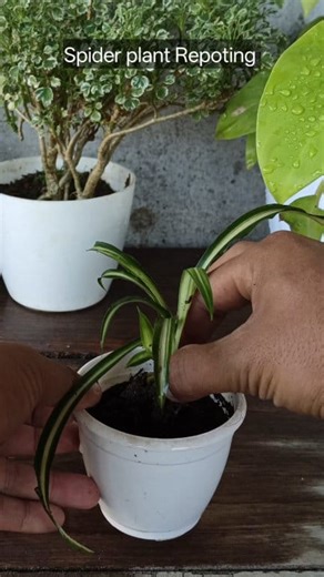 12K views · 85 reactions | Spider plant Repoting and care  #gardening #garden #plants #reels #trendingreel #trendingreelsvideo #facebookviral #facebookreel #facebookreelsviral | Gardening Ideas | Facebook