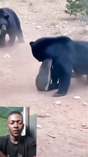 Two wolves are tryińg to catçh this animal #fyp #reels #foryou #trending #fbreels | AbleLight Comedy/Talks