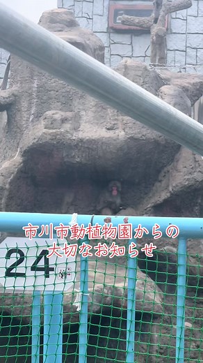 市川市動植物園 パンチくん｜可愛い様子とお知らせ