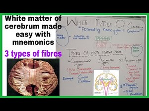 White Matter Of Cerebrum|Types Of White matter Fibers (Commissural,Association & Projection Fibers)