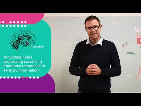 60 Second Science - Amygdala development and autism