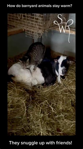 How do barnyard animals stay warm in subzero temps?