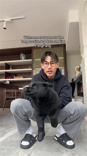 Meet Xiaopang: The Cutest Chinese Dog