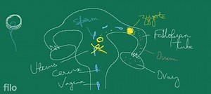 Fertilisation and Post-fertilisation Changes The fusion of nucl... | Filo