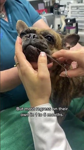 This is how you treat Dog Warts! #warts #papillomavirus #papilloma