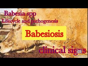 Babesiosis etiology and clinical signs البابيزيا