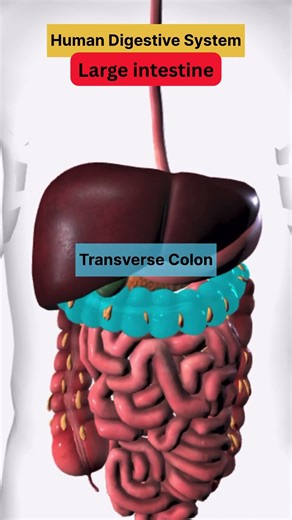 Learn about digestive system. Super easy 🤩