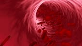 Globules rouges circulant dans la veine ou l’artère