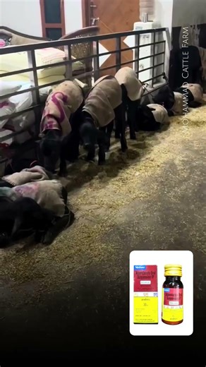 🤔Calves Deworming & feed🐄🐃 #viral #dairyherd #dairyproducts #dairyfarm #calfgrowth #deworming