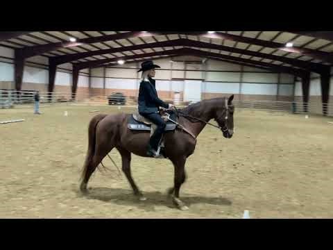 🐴✨ Western Dressage Intro Level Test 1 (2022) | Henry the Warmblood ✨🐴