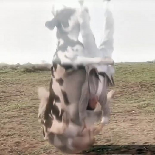 Cow vs Human — The Legendary Fight Scene (2002) #kungpow #viral #funny #movie #edit #shorts #phonk