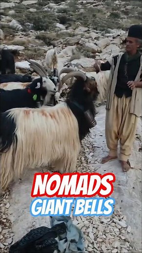 “Why Bakhtiari Shepherds Use Giant Bells on Their Sheep | Ancient Nomadic Tradition”