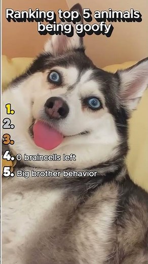 Top 5 goofy animal moments 🤣