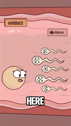 Why does male health affect embryonic health?#shorts #funny #health