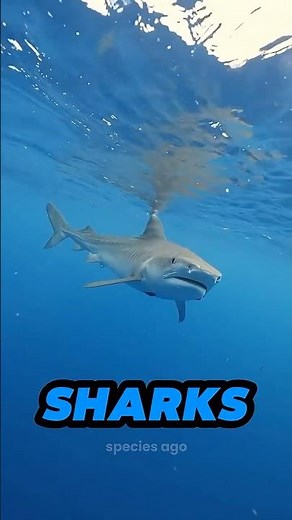 🦈 The Evolution of Sharks: 420 Million Years Ago!