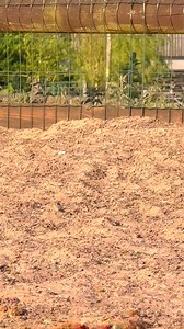 POV: You booked The Dog Play Park ☀️Off-lead zooms, double tunnel dives, golden hour light, and Jynx leading the way → this is what freedom looks like 🐾Book your escape: www.thedogplaypark.com | The Dog Play Park