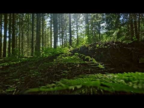 “The Beauty of Nature: Relaxing Scenery and Soothing Sounds”