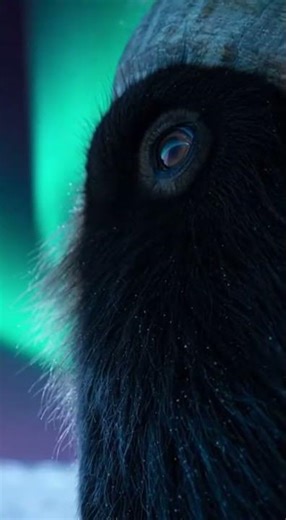 Polar Bear vs Musk Ox Arctic Showdown Under Aurora