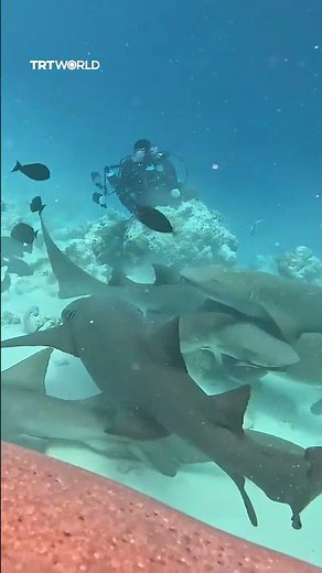 Whale sharks attract visitors to Maldives