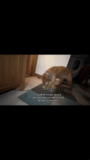 libbs (@libbsx)’s videos with som original - 𝒯vdu 𝒫osts
