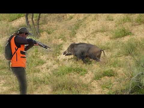 Chasse Sanglier 2026 - Hunting Wild boar - Hunting wild boar #hunting