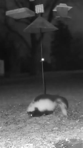 Pepe le pew pays a visit.