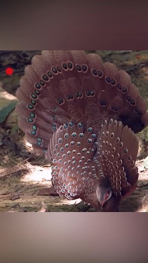 27K views · 538 reactions | A stunning spectacle of nature is unfolding on Hainan Island: the breeding season of the endemic Hainan peacock-pheasant. Males of this rare species have been captured performing an elaborate courtship dance, fanning their wings and tails to showcase their vibrant colors and attract potential mates. #ChinainSeconds #ChorusofLife For more: https://english.cctv.com/ | CCTV | Facebook