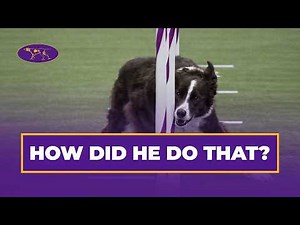 Watch Typo the Border Collie Take the 20” Agility Class | Westminster Agility