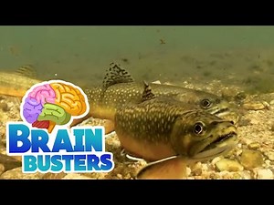 Serious Science: Comparing Fish Life Cycles