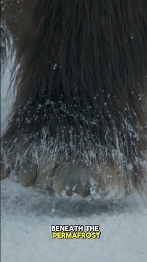 Shocking Mammoth Facts You Didn't Know! 😱❄️