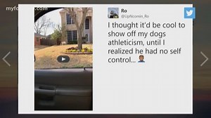 Viral video of dog jumping through car window