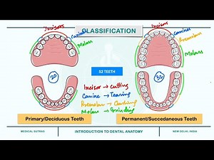 Dental Anatomy: Types of Teeth, Eruption sequence, Tooth Numbering Systems