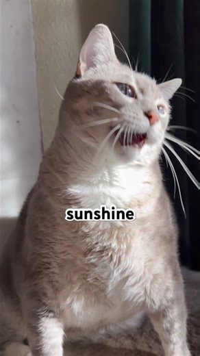 She Gives Me a Full Morning Conversation ☀️🐾