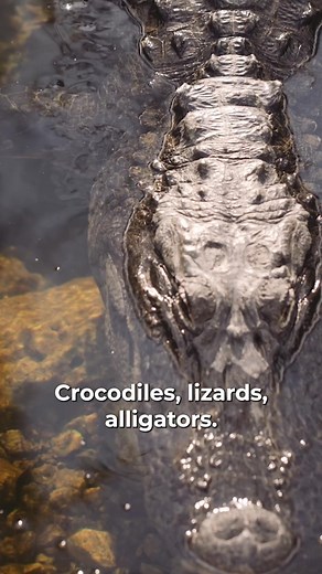 Exotic leather explained. #leather #exoticleather #leather #leathertok #fashion #fashiontok #hermes #birkin #luxuryfashion #luxurybag #luxuryfashion #leatherexpert #tannerleatherstein #fashiontok #bagtok #learnontiktok