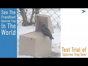 Sparrow Trap Door In Action