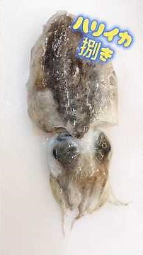 ハリイカ【コウイカ刺身用】モッチリ甘みを出す処理と捌くと大きな穴 #コウイカ捌き方 #ハリイカ #スミイカ