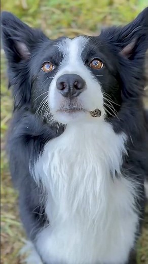 This Is How a Border Collie Grows!
