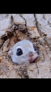 44K views · 920 reactions | Here's a cute video of Japanese dwarf flying squirrel ( ﾟஇ‸இﾟ)ﾟ #cuteanimals #kawaii #viralreelsシ #viralvideoシ #viralreelsfacebookシ | 한핒함핒핚핚 핒핖핤핥학핖핥핚핔 | Facebook