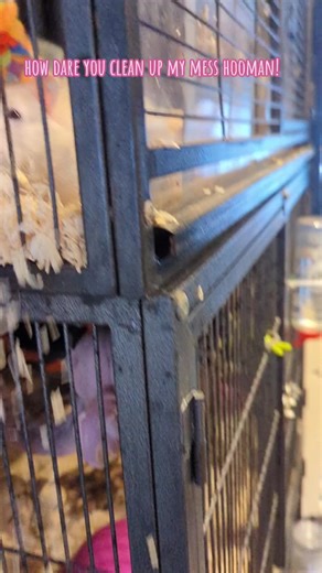 Mischievous Rat Creates Chaos When Bored | Funny Rat Compilation