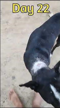 Maggot Wound Treatment | Maggot Removal In Dogs